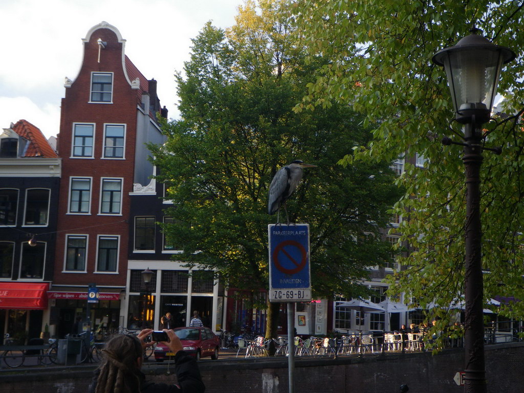 Цапля в Амстердаме