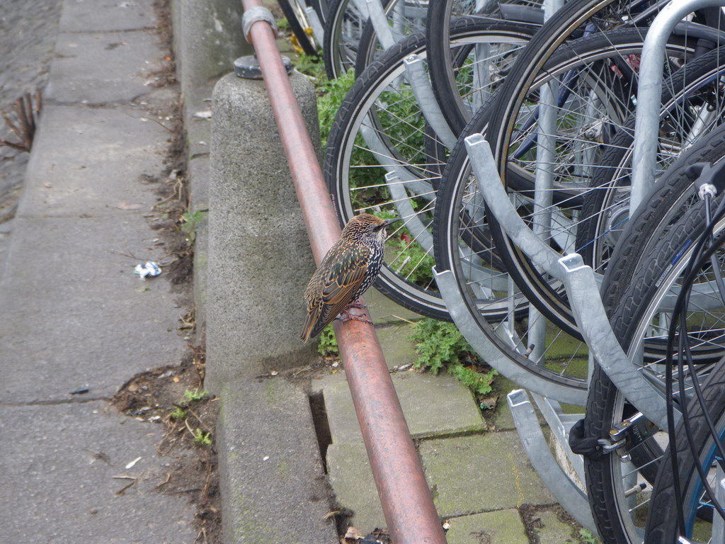 Птичка на набережной Амстердама